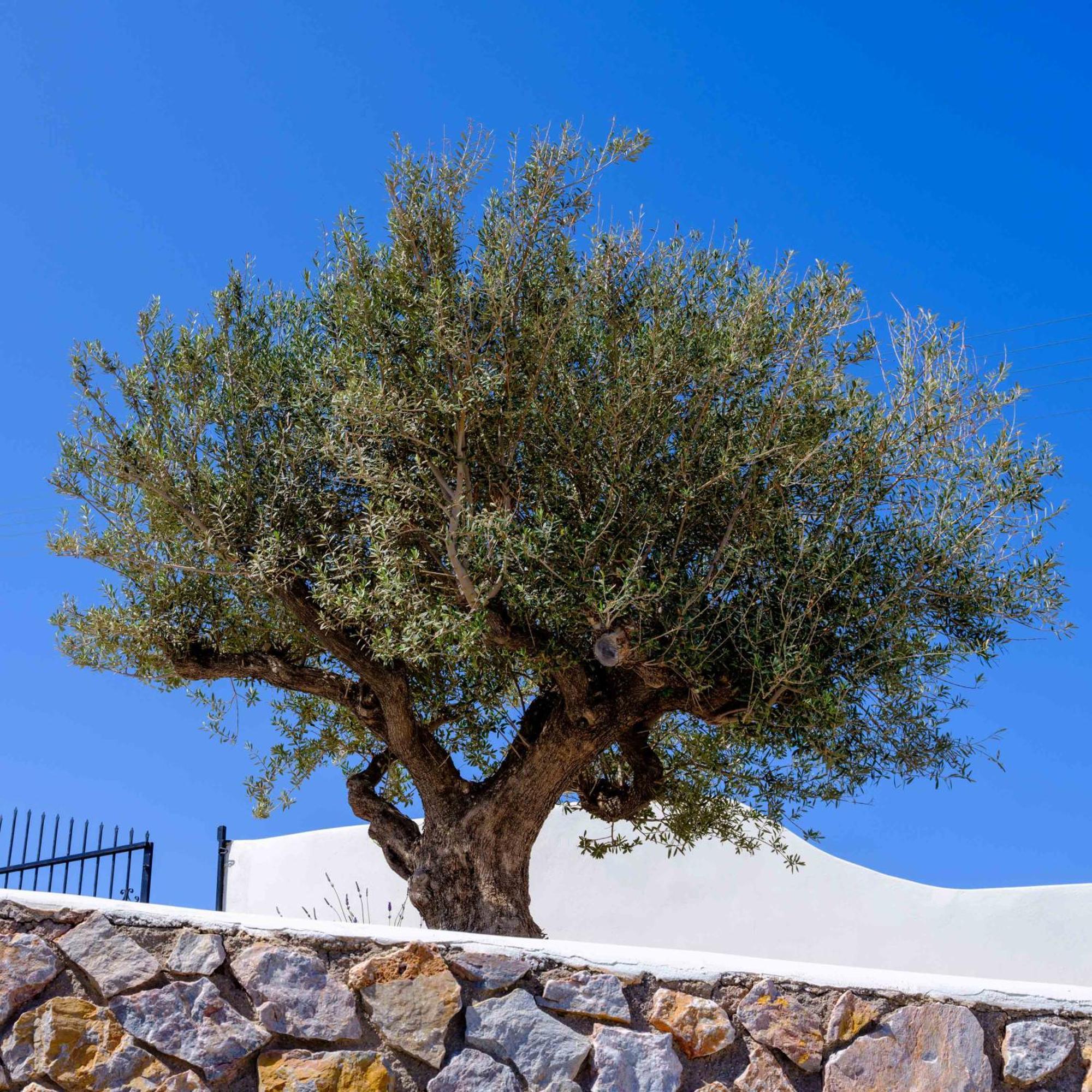 Santorini C Villa 费拉 外观 照片